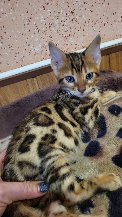 Бенгальский мальчик  wcf