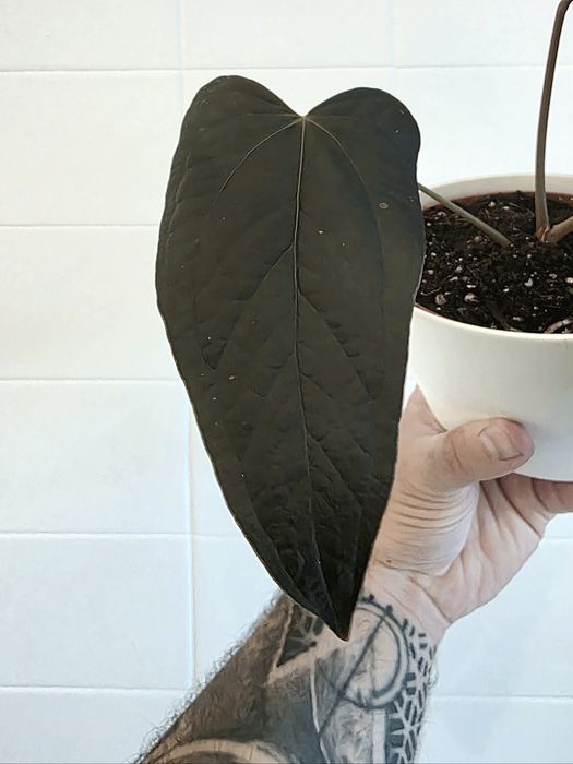 Anthurium Queen of Hearts