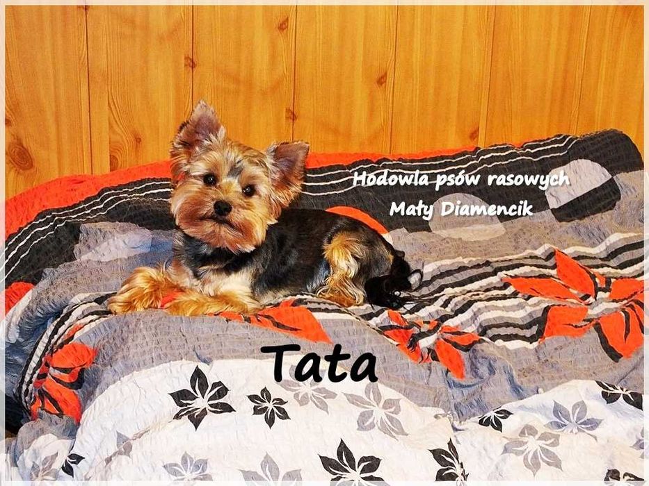 Mini XS !! Malutki Piesek Yorkshire Terrier z Rodowodem i Wyprawką
