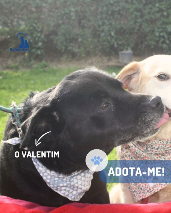 Valentim - cao de porte medio grande