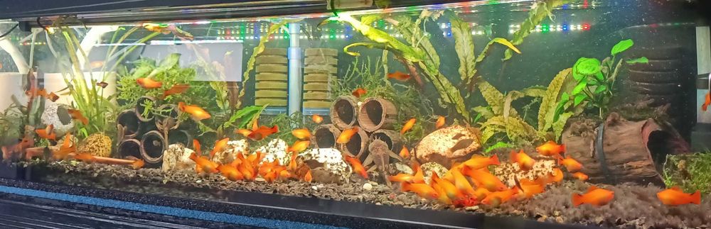 Mieczyk Golden Comet - Orange Comet