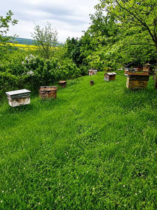 Продам бджолопакети
