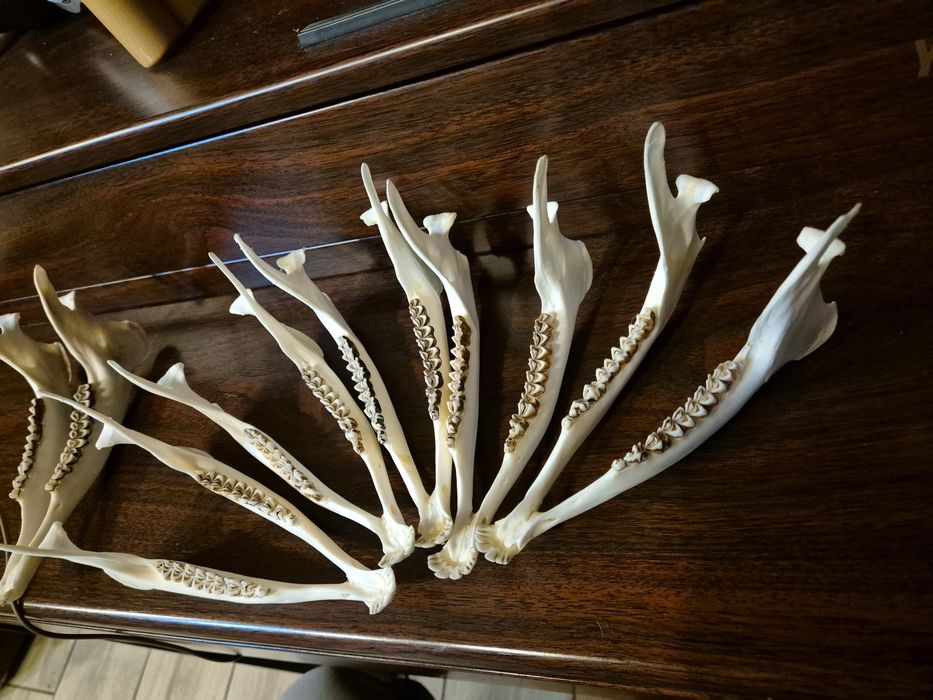 Zuchwa szczęka sarny jelonek zęby czaszka