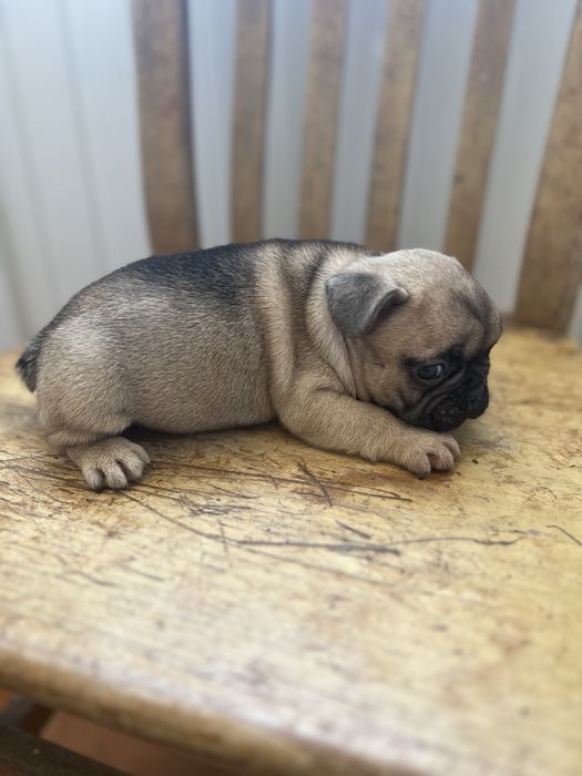 Bulldog frances  macho top