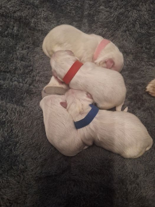 Maltańczyki szczeniaki 2 samce