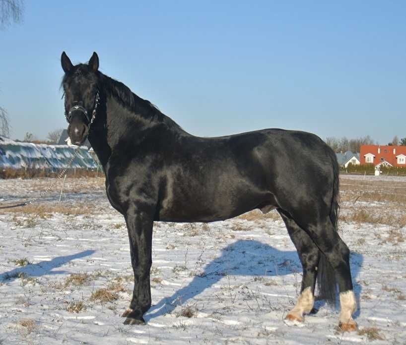 ***STANÓWKA*Ogier śląski-LEGO***