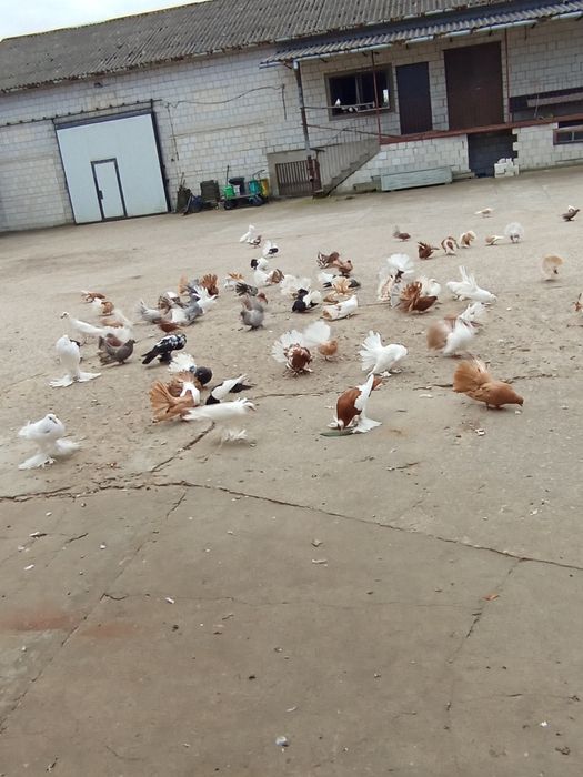 Pawiki pawiki indyjskie garłacze.