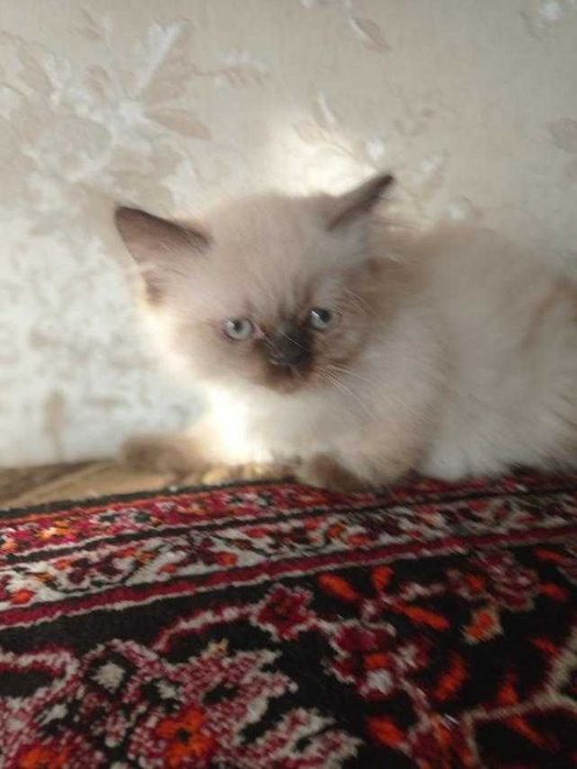 Персидский гималайский котенок мальчик