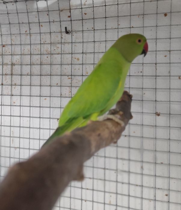 Ring necks novos e adultos