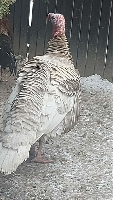 Sprzedam indora rocznego