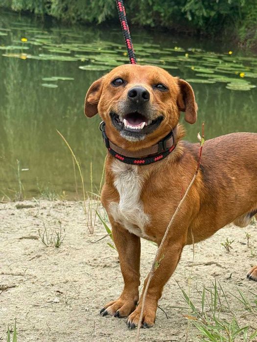 Jamiś - drobny, uśmiechnięty psiak w typie jamnika do adopcji