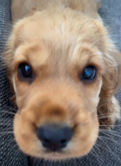 Цуценята англійських кокер спаніелів