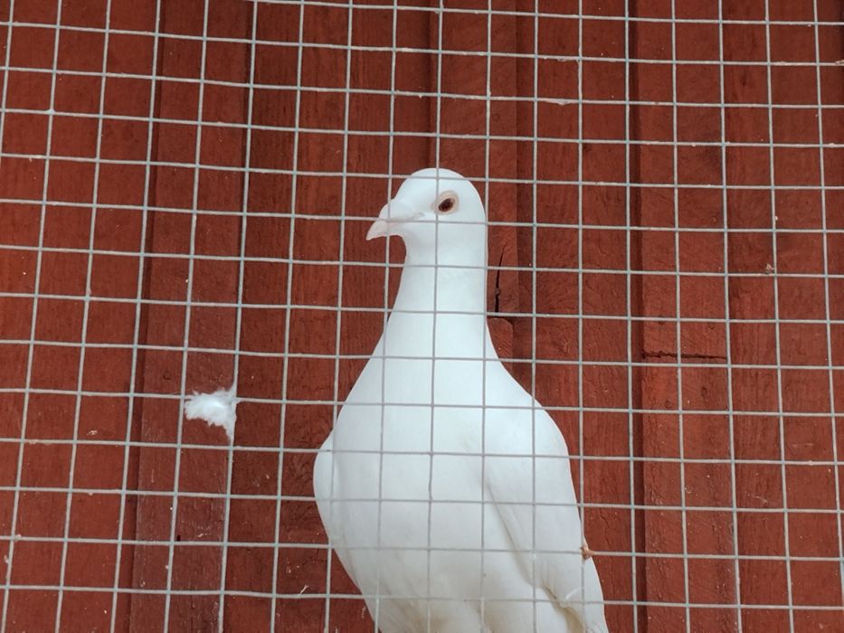 Samiec biały pocztowy