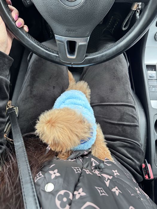 ‼️ Дівчинка мікро ‼️ міні мальтіпу