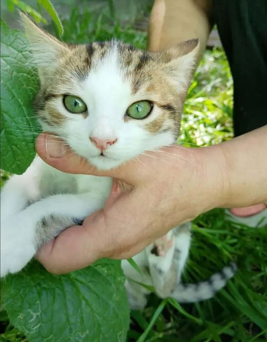 Отдам даром в добрые руки котят