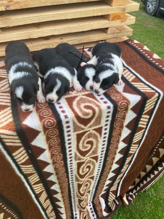 Border collie pies