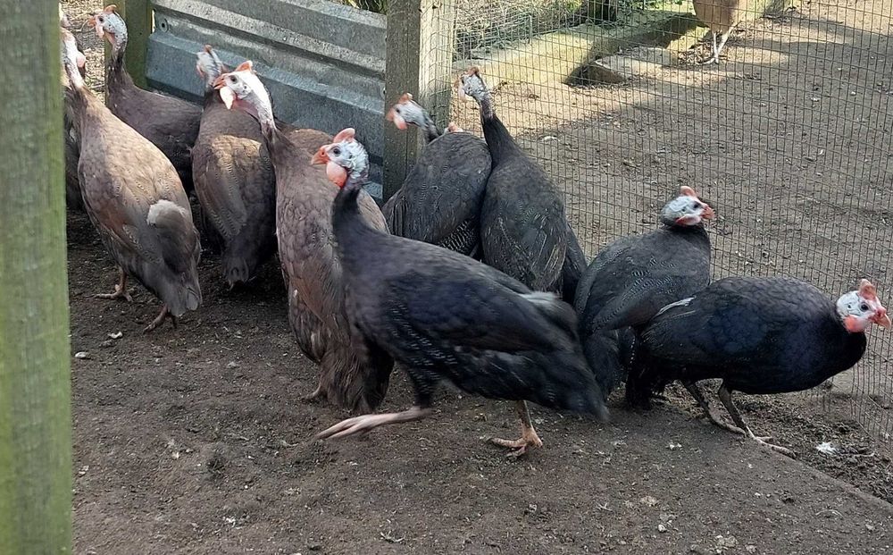 Sprzedam perliczki fioletowe czekolady