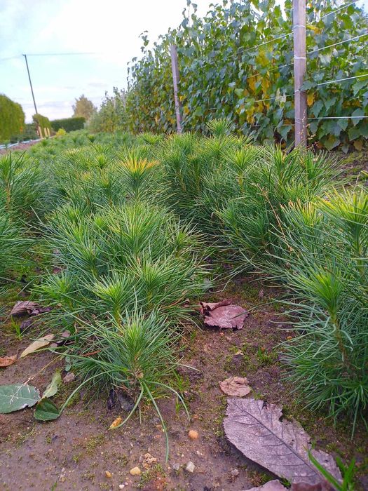 Sadzonki drzew leśnych