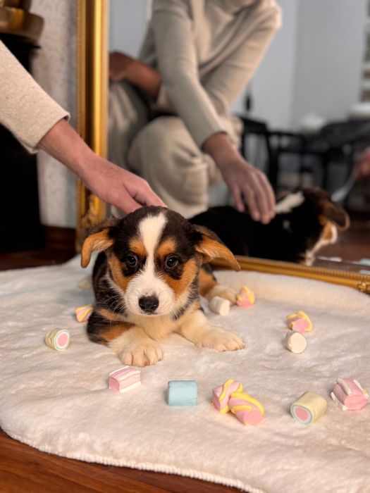 Шикарні цуцики Коргі Кардиган