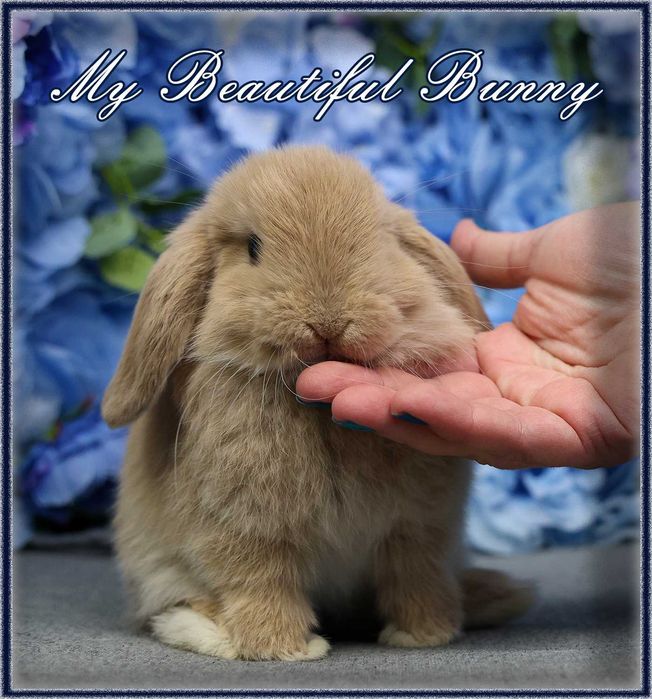 Piekny Królik Mini Lop - CREAM