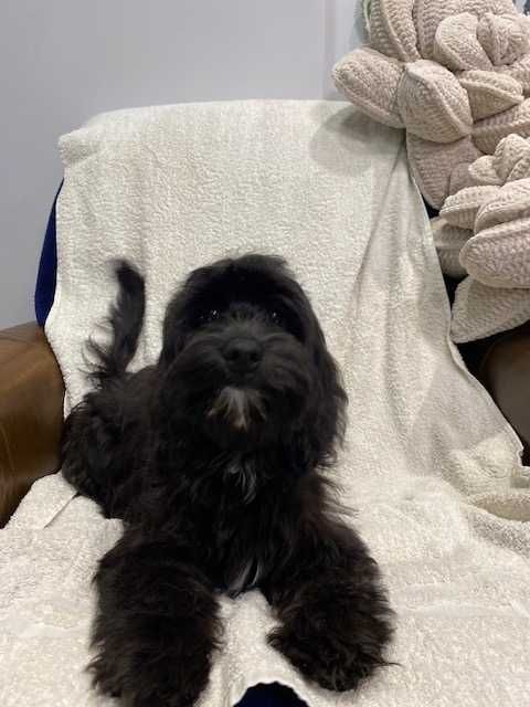 sprzedam pięknego cockapoo