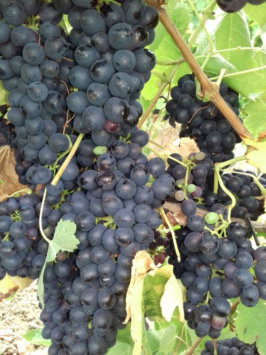 Uva para vinho ao kg