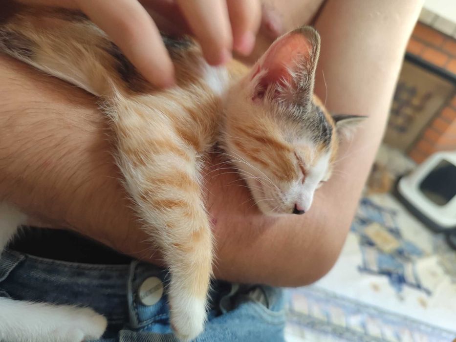 Gata com 3 meses