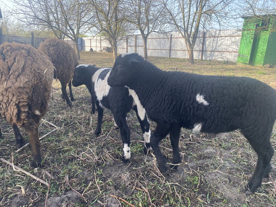 Продаємо ягнят кроси ( дорпер/романівстка)