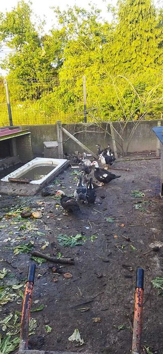 Vendo patos  Toulouse patos de carne ninhada a sair  daqui um mês