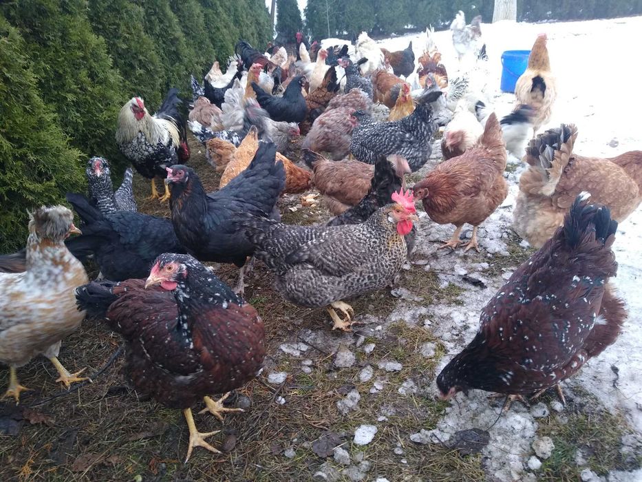 Jaja lęgowe, Wyandotte ceramiczne z miksami, wysyłkam