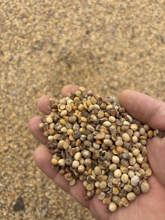 Соя 25 т соя жовта