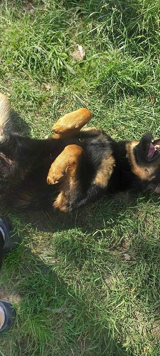 Rico siedzi w mordowni pomóż go stamtąd wyciągnąć! Adopcja tymczas