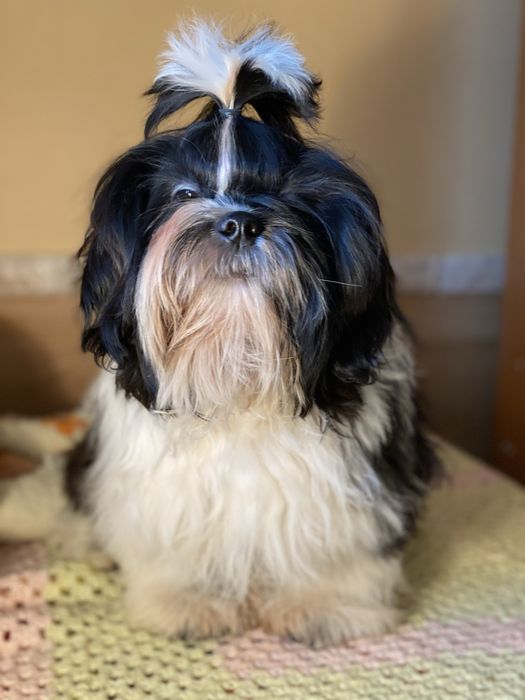 Цуценята ши тцу з документами КСУ