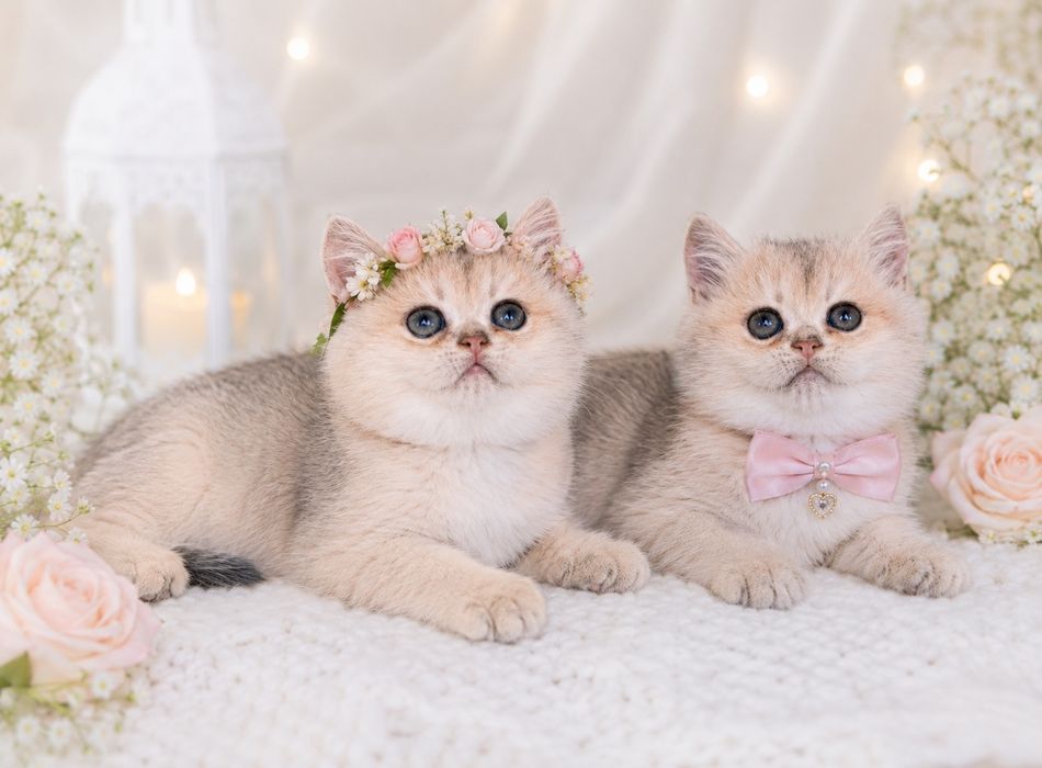 кошеня голубе золото