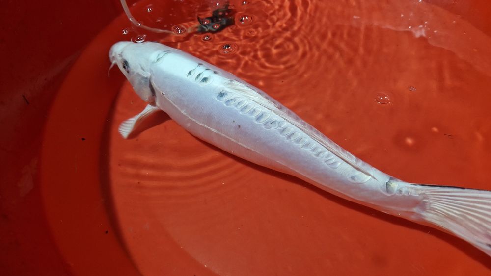 Carpa koi branca