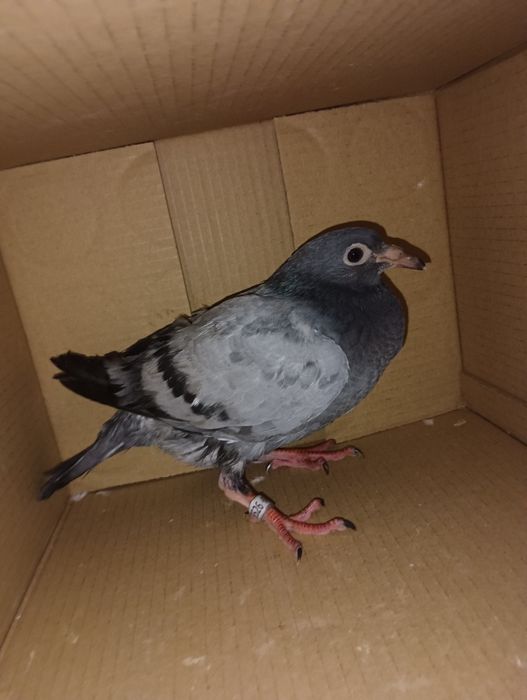 Pombos correios para venda de vários anos e varios  preços