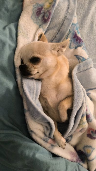 Procuro namorada Chihuahua Miniatura