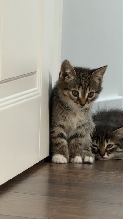 Кошеня. Дівчинка. Відамо в дбайливу родину