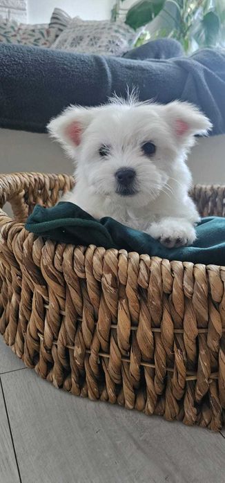 malańczyk dziewczynka do odbioru!!!