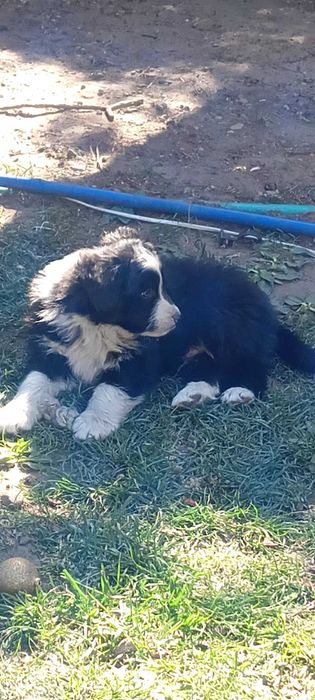 Szczeniaki rozrabiaki Border collie