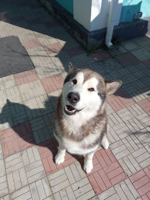 Маламут-красавчик