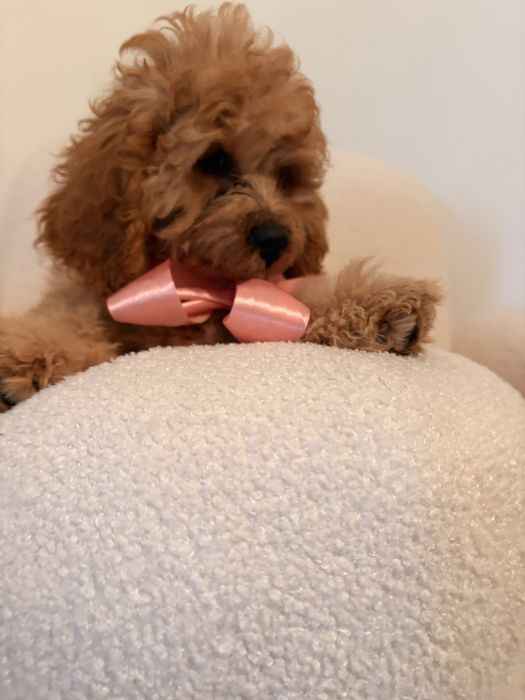 Cavapoo piesek rudy wspaniały charakter