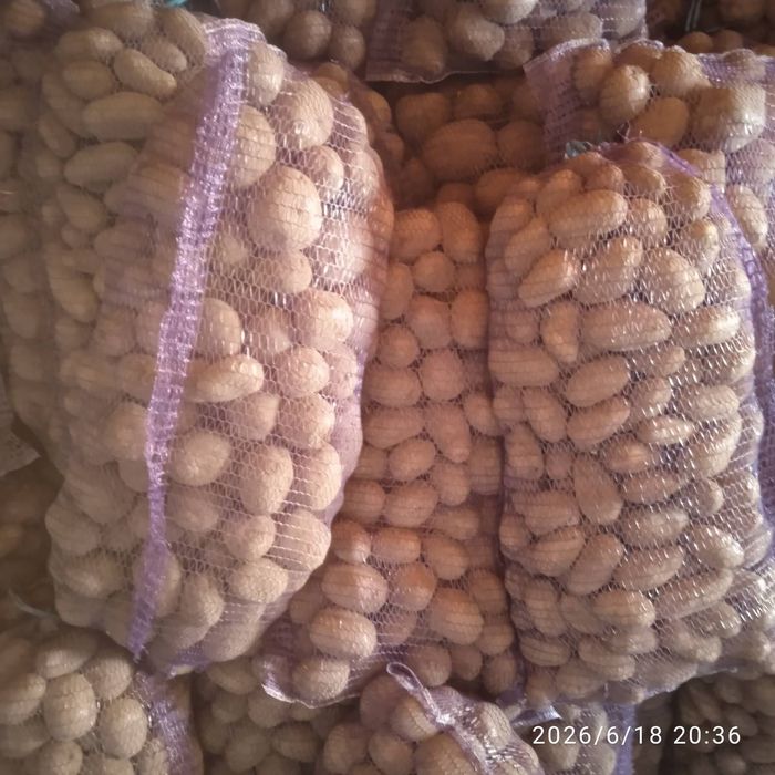 Продам картошту  Белороса, лимонка