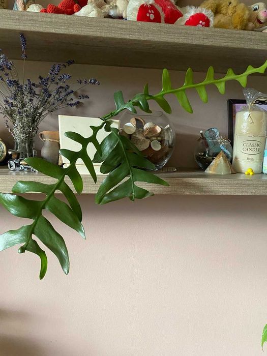 Эпифиллум Марниера, эпифиллум Аккермана