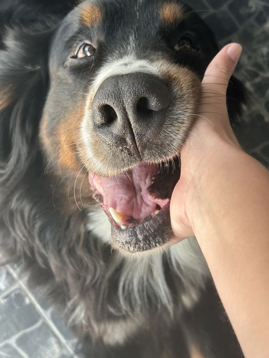 Бернський Зенненхунд шукає наречену