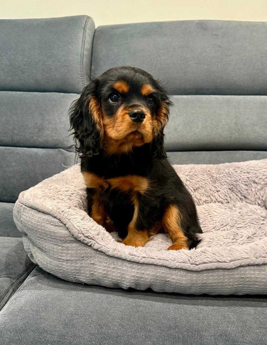 Cavalier King Charles Spaniel, piesek, FCI
