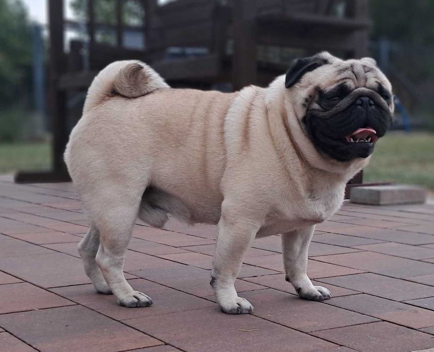 Mops reproduktor