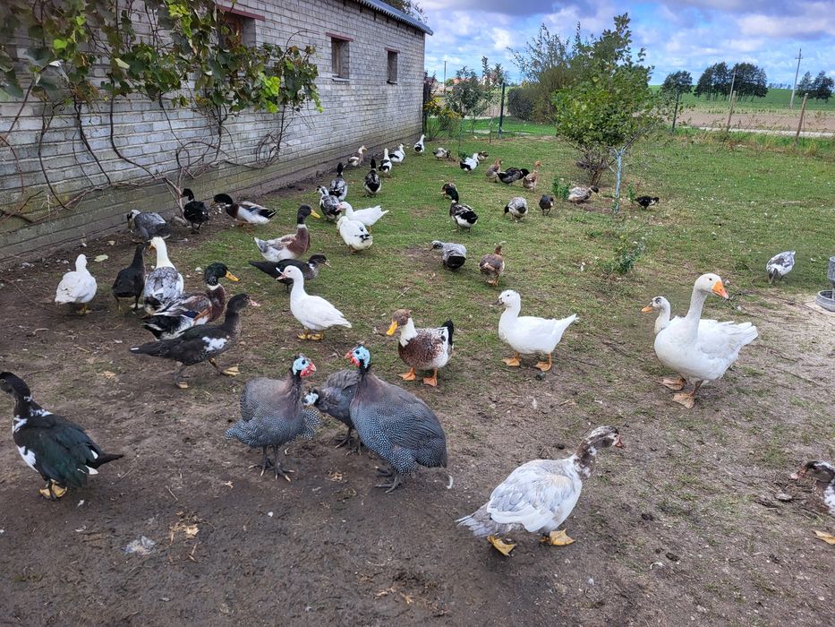 Kaczki różne gatunki.