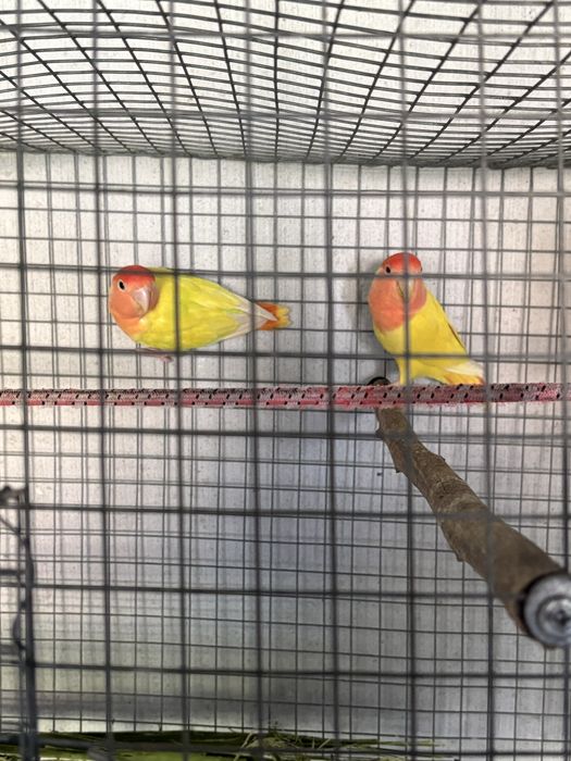 Agapornis lutinos opalinos