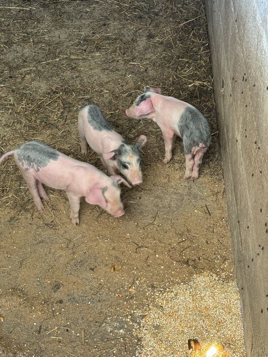 Leitoes bisaro raça pura